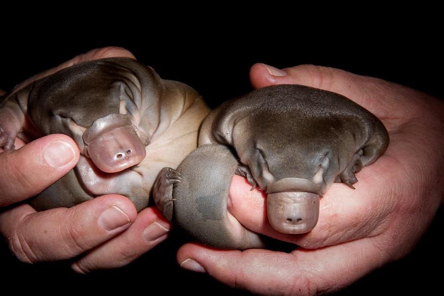 Aussie researchers hope to give platypuses new lease of life