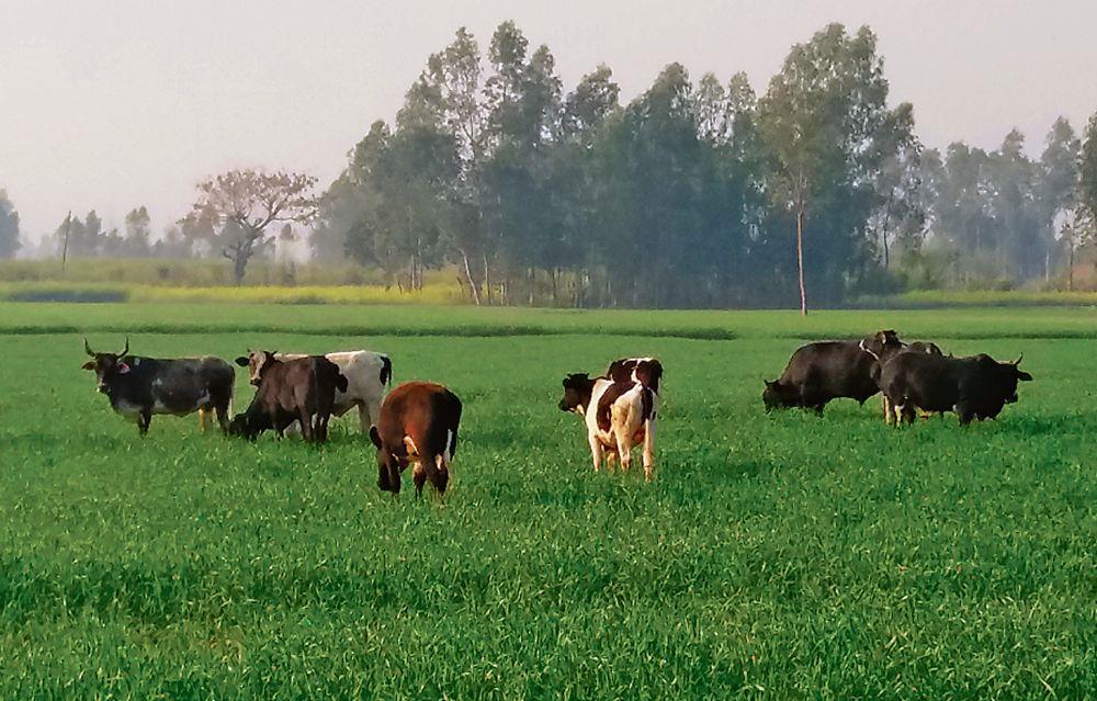 Stray cattle menace no mere footnote in UP poll