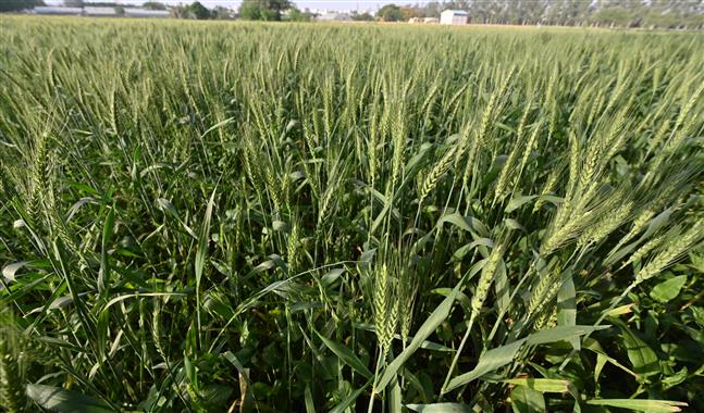 Soaring mercury worries wheat growers