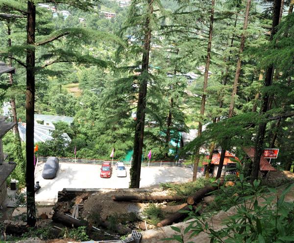 Notice to Centre, Himachal Pradesh over illegal tree felling