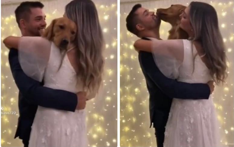 Viral video of pet dog dancing along newlywed couple is too cute to be missed