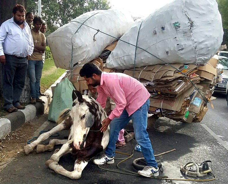 Chandigarh saw 150 cases of cruelty to animals in last fiscal