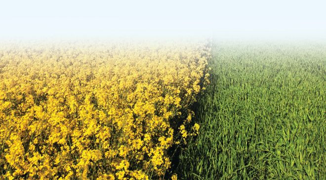 Crop diversification: Mustard loses out on lower yield in Punjab, Haryana
