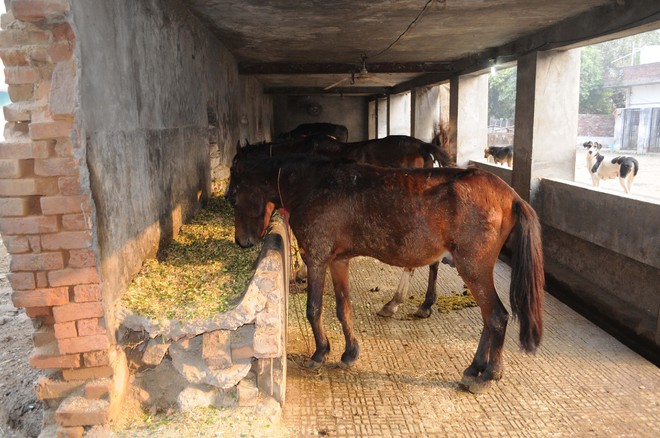 Inadequate facilities for animals: HC issues notice to Haryana
