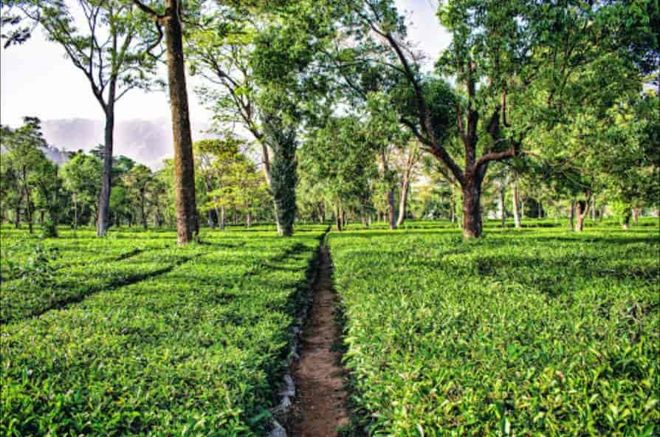 Himachal: No steps taken to revive Kangra tea gardens