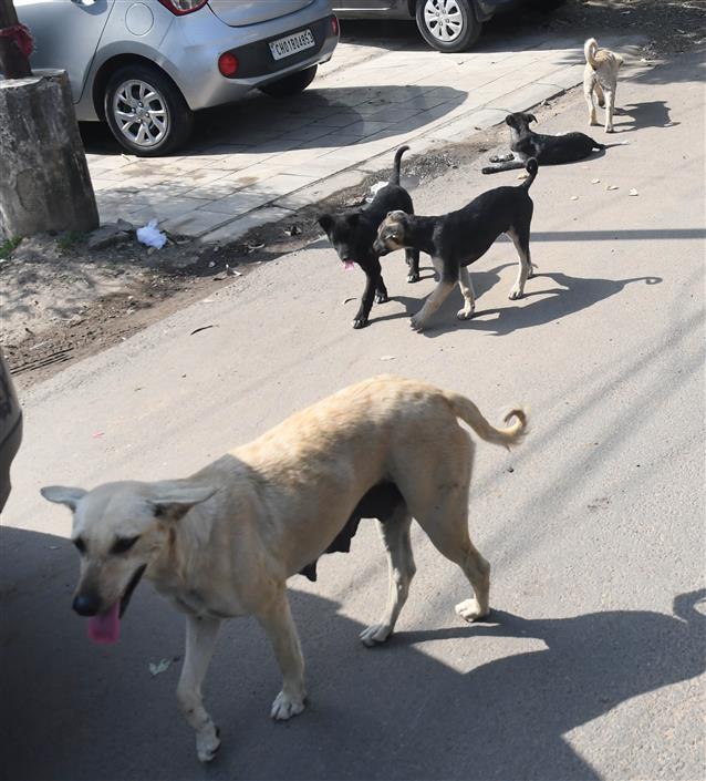 Dogged by strays, Chandigarh residents say sterilisation drive only on paper