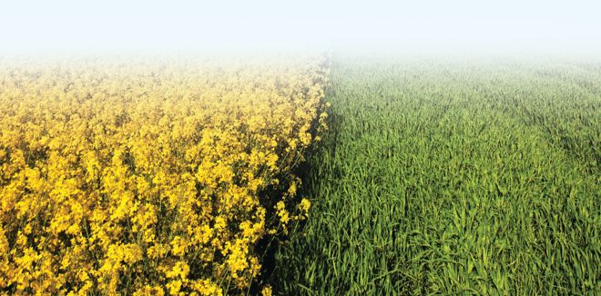 Crop diversification: Punjab, Haryana see increase in area under mustard cultivation