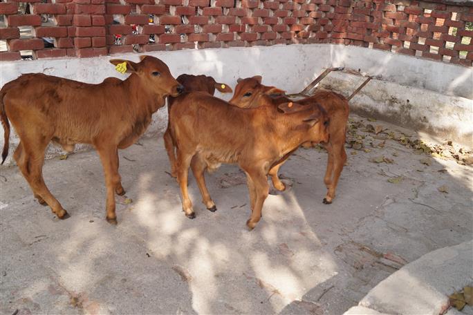 IVF technology to make cow rearing lucrative for farmers