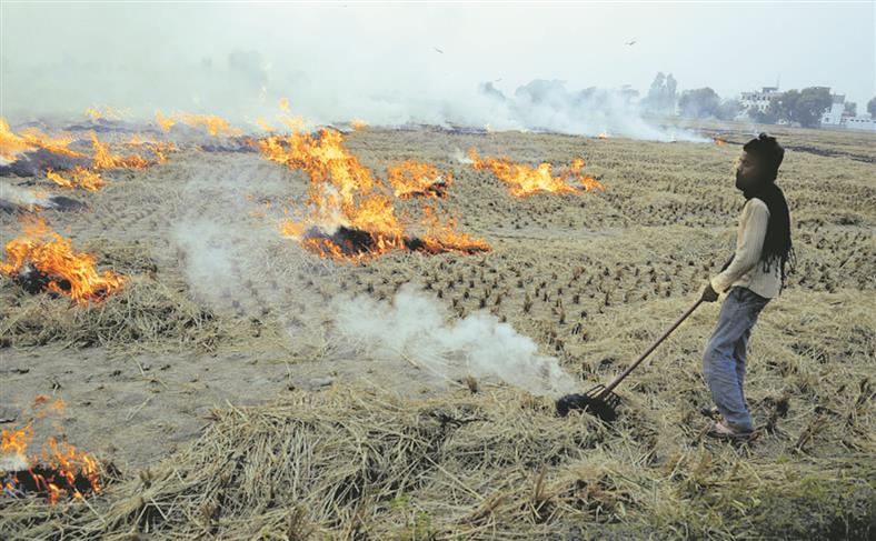 Parliamentary panel: Stubble-burning spiked during farm protest