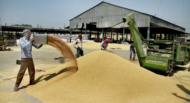 Russia-Ukraine War impact: At Rs 2,300 per quintal, wheat sells above MSP in Punjab