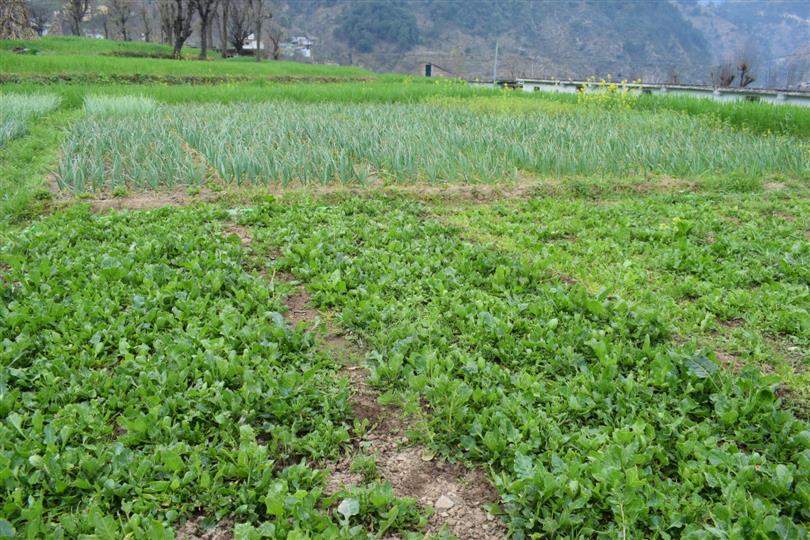 Rs 1.32 cr being spent on natural farming in Chamba