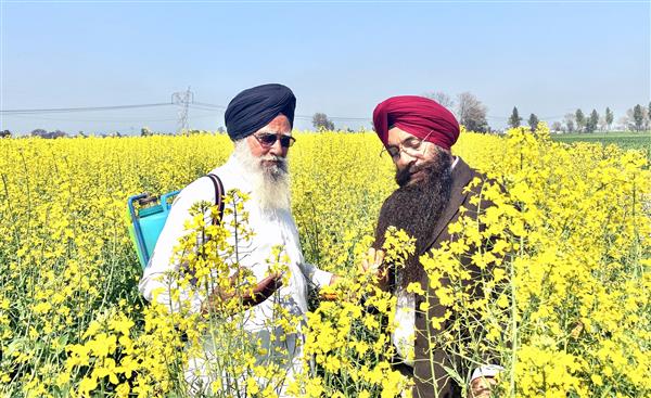 Spotlight back on oilseed cultivation in Punjab as import hit due to Ukraine crisis