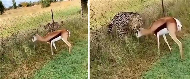 Video: Here is why this deer grazed without fear even when cheetah was ready to attack