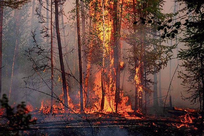 Summer set in, department gears up to tackle forest fires