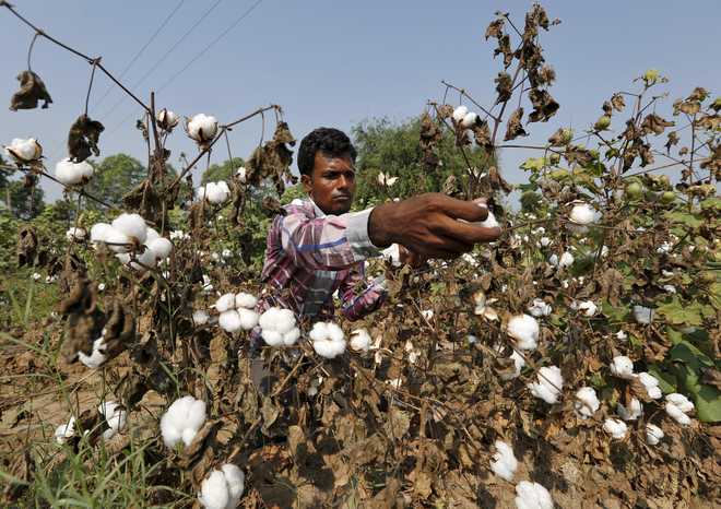 Cotton growers seek compensation for crop damaged by pink bollworm attack