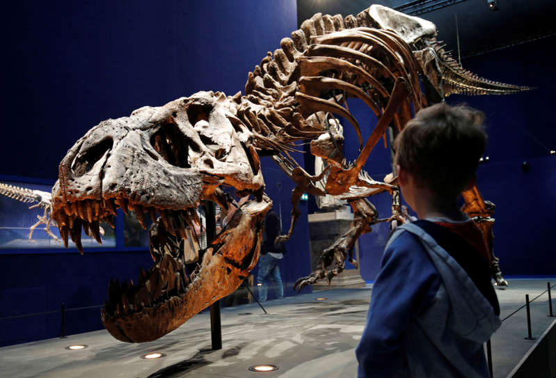 Dinosaurus besar memiliki tiga spesies, bukan hanya “Rex”: The Tribune India