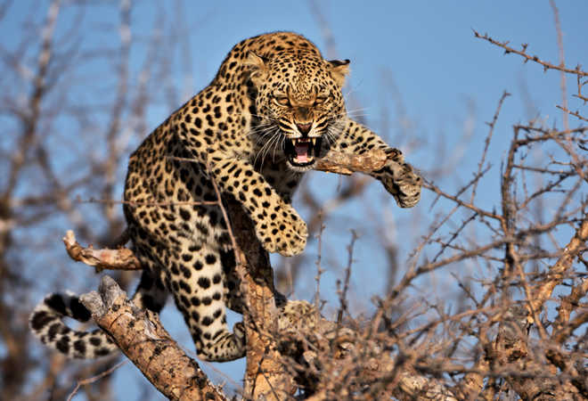 Leopard spotted near Kumaon Colony in Nayagaon