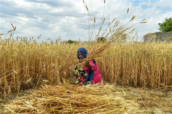 RBI clears Rs 24,773 crore towards CCL for wheat procurement in Punjab