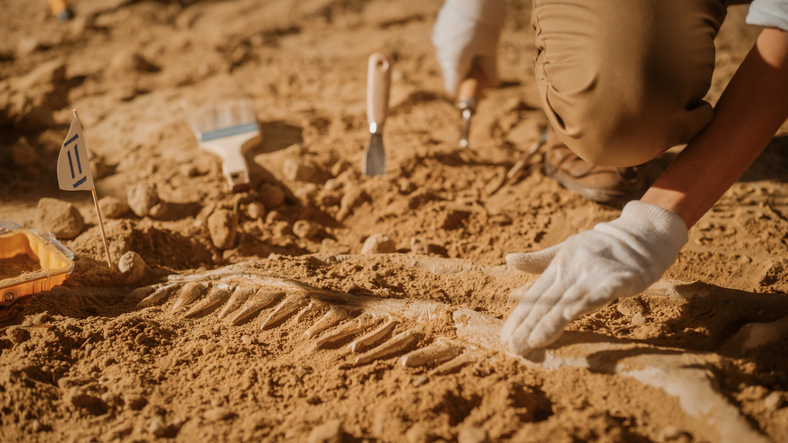 A treasure trove of Jurassic-era fossils in Jharkhand