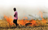 Stubble burning increased during farmers’ protests: Parliamentary panel report