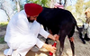 Watch: Chranjit Channi seen milking goat in video; he’s practising for what’s coming, says Twitter