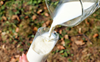 Can drinking cow milk help fight Covid infection?