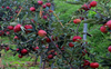 Kullu: India’s apple quality is low, says scientist