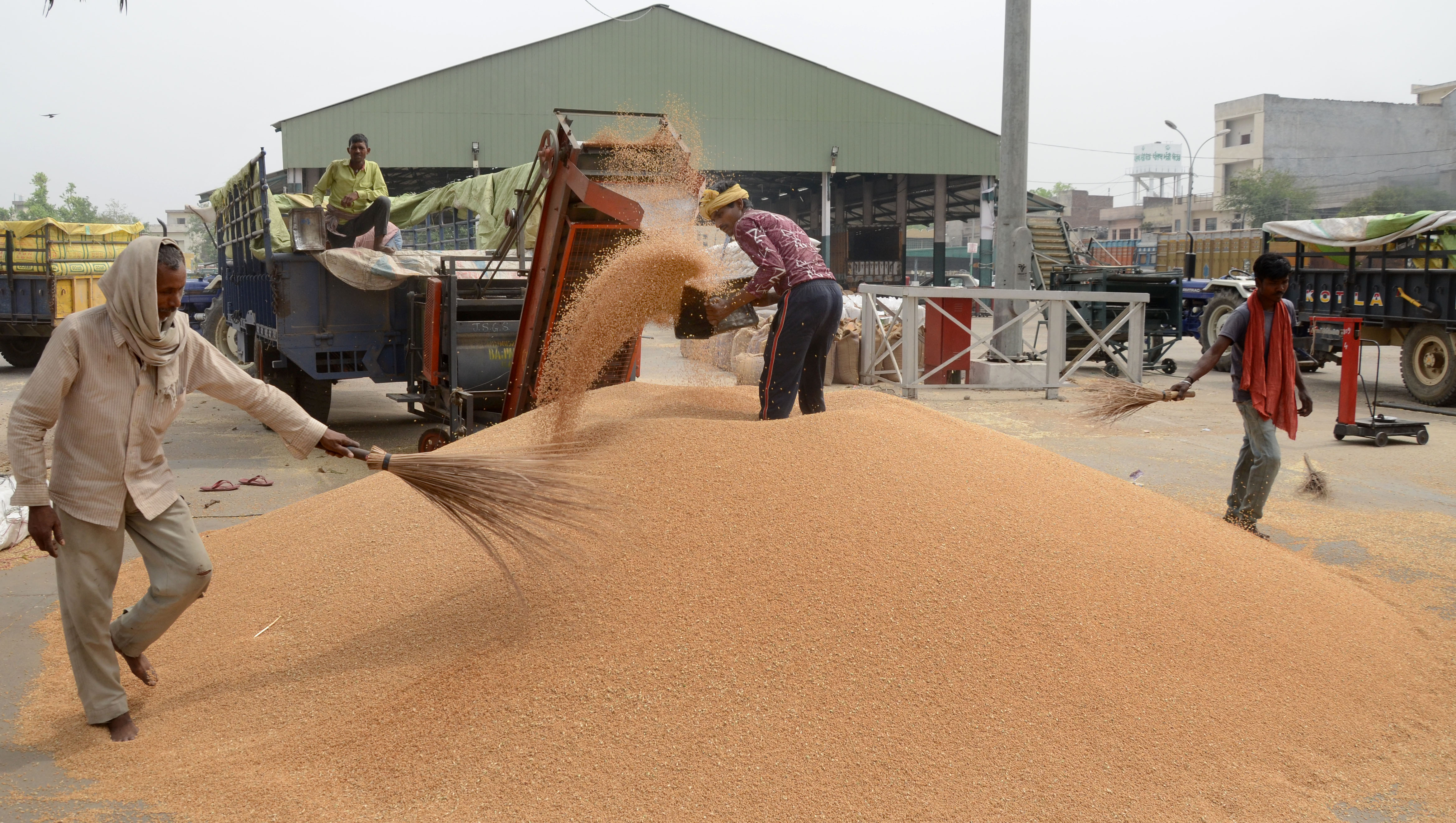 Centre accedes to Punjab's request to revisit shrivelled grain criteria