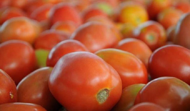 High tomato cost a hurdle in setting up processing units in Solan