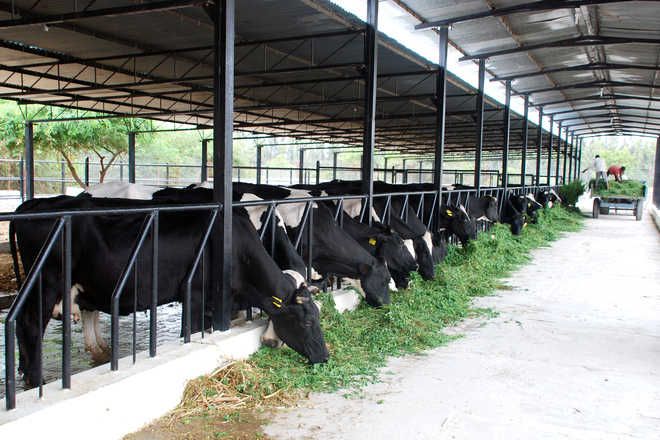 NDDB to provide financial, technical support for enhancing income of Punjab dairy farmers