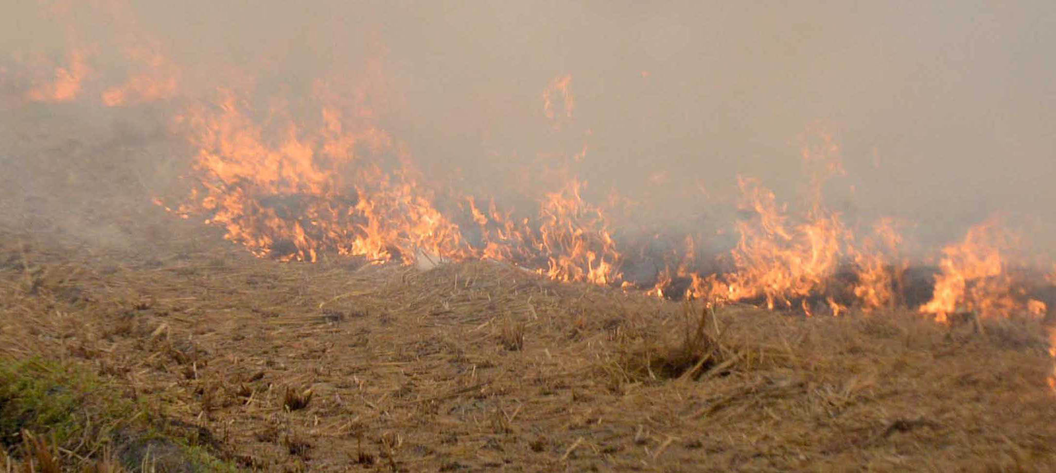 Over 500 farm fires in past 2 days in Punjab