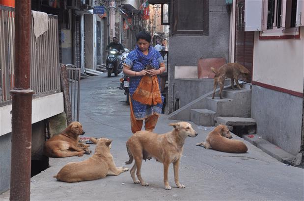 No end to stray dog menace in Amritsar