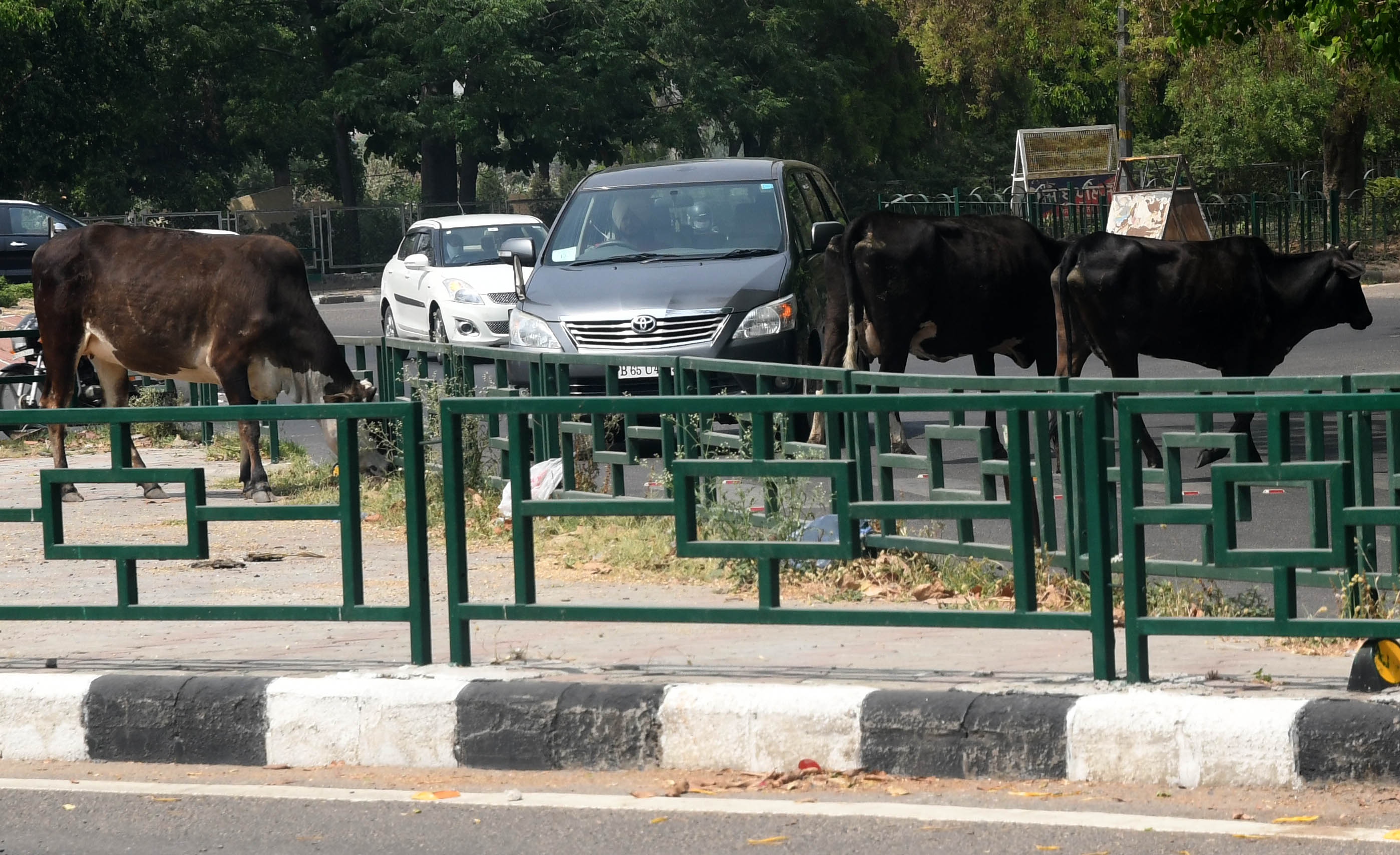 Menace in Mohali: 6 months on, contractor fails to rein in stray cattle
