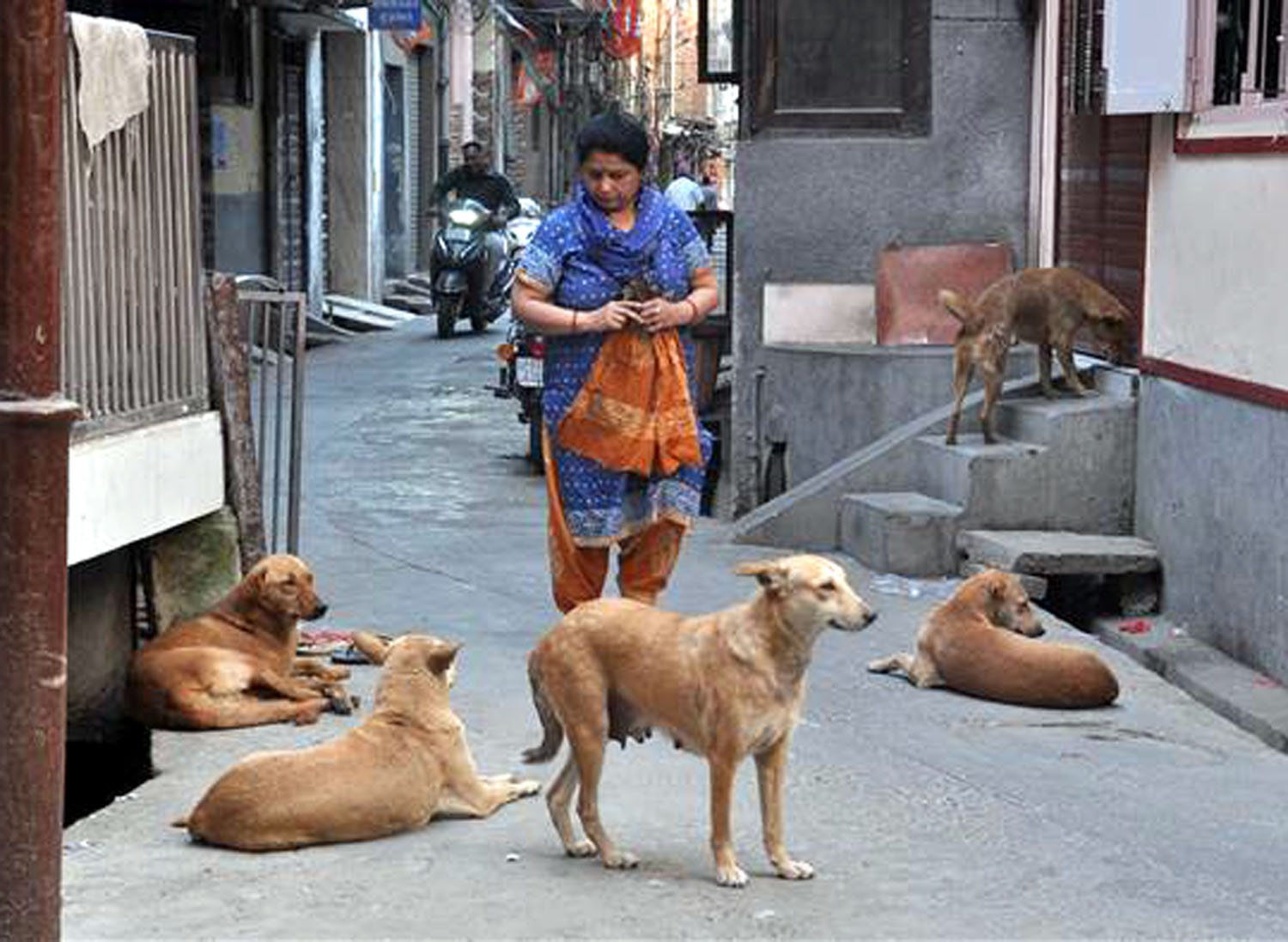Canine Threat: Dogs on biting spree in Amritsar