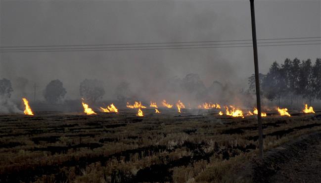 Fazilka: Crop on 2 acres reduced to ashes