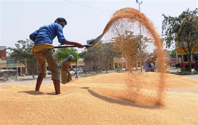 Wheat procurement begins after 3 days, moisture content still a worry
