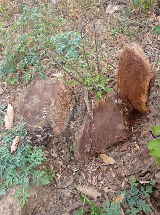 200 trees found axed in Nurpur, two suspended