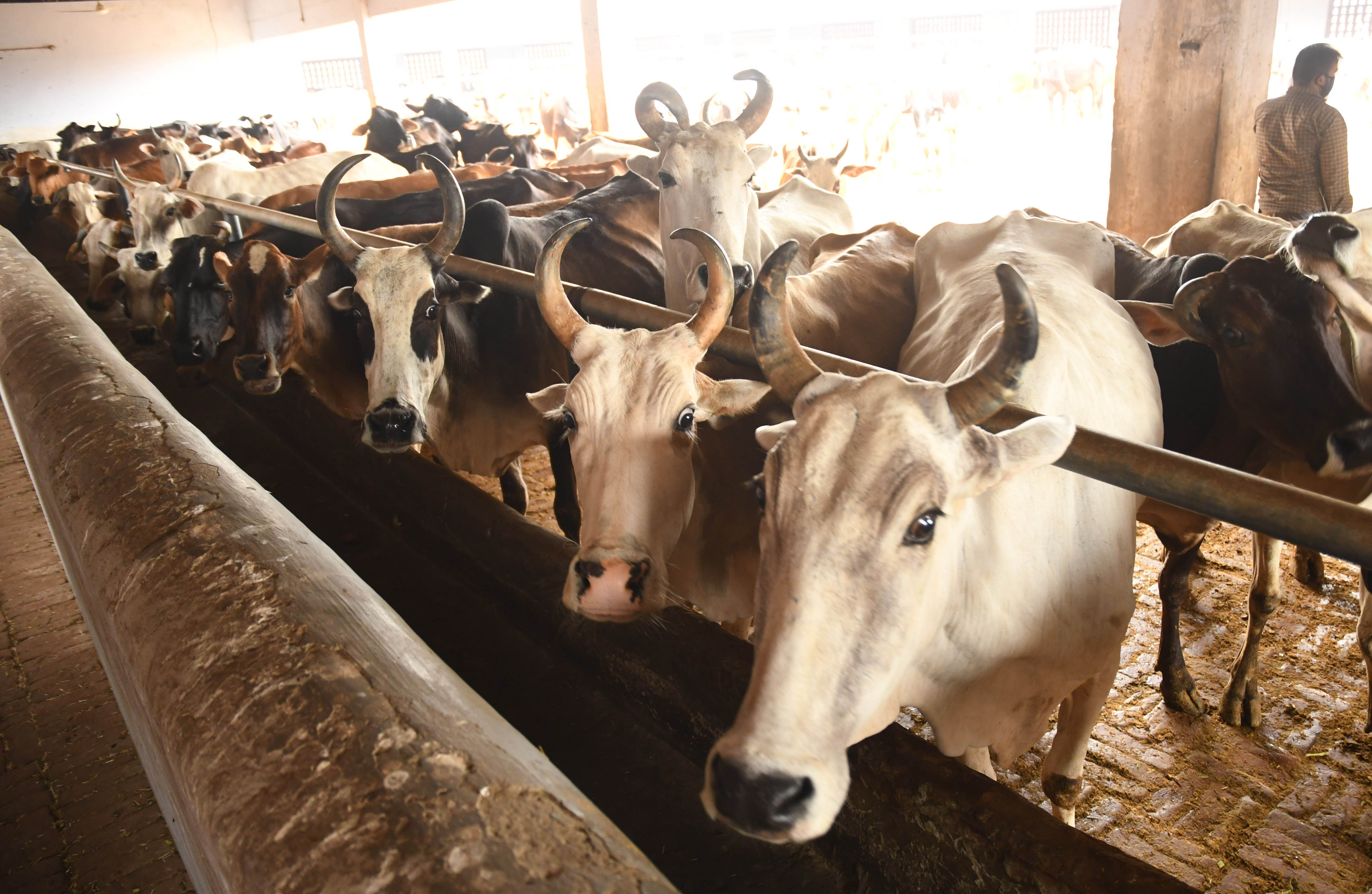 Vaccination builds up immune system in milch cattle: Expert