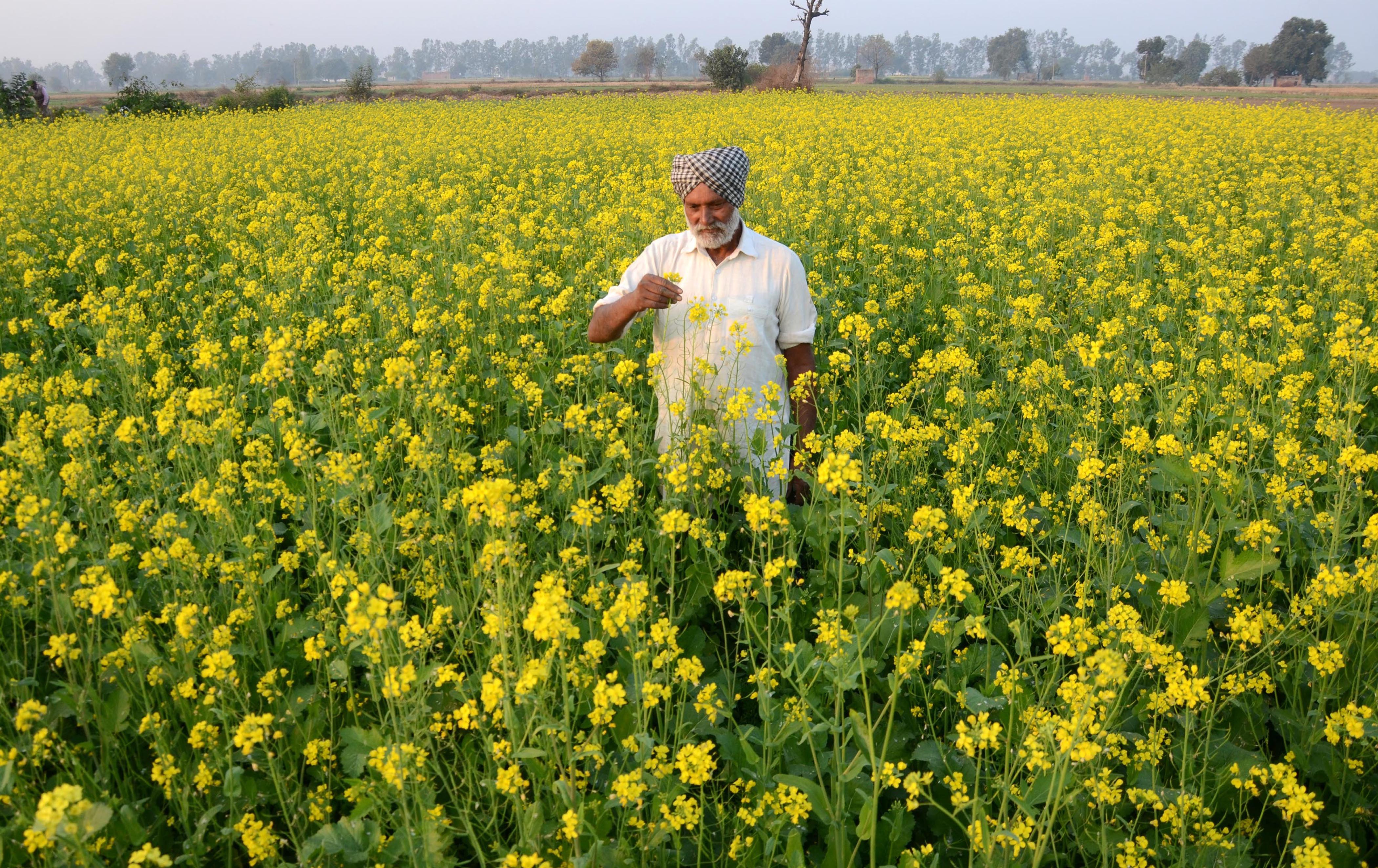 Better prices attract farmers towards mustard cultivation