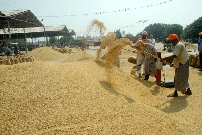 Wheat arrival up by 27% in Punjab