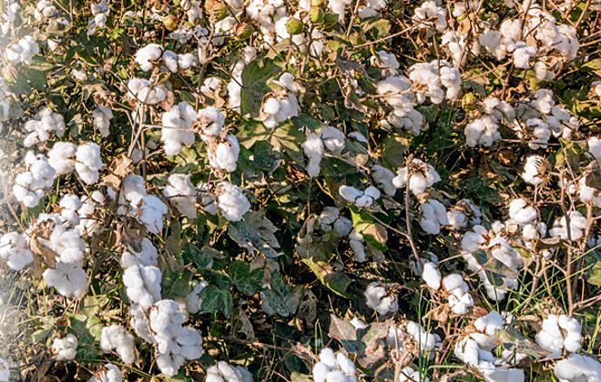 BT cotton seed price hiked, Punjab farmers miffed