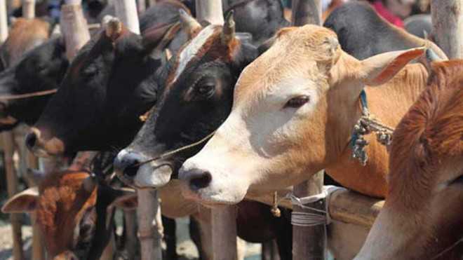 125 kg beef seized in UP's Sultanpur, 1 person arrested: Police