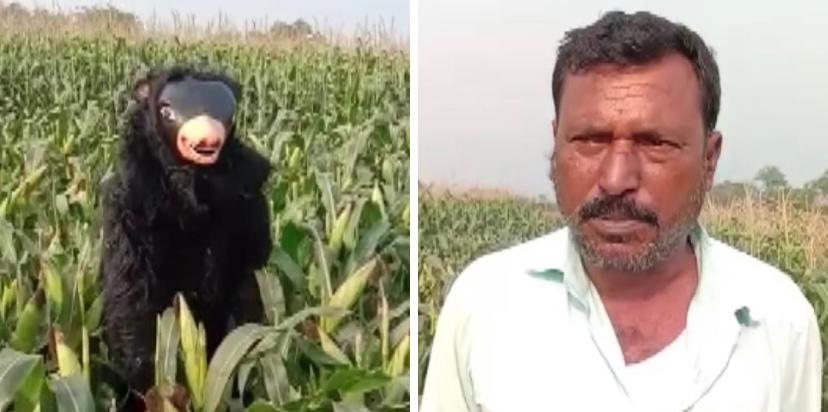 Telangana farmer hires a man on daily wages of Rs 500, disguises him as sloth bear to protect crops