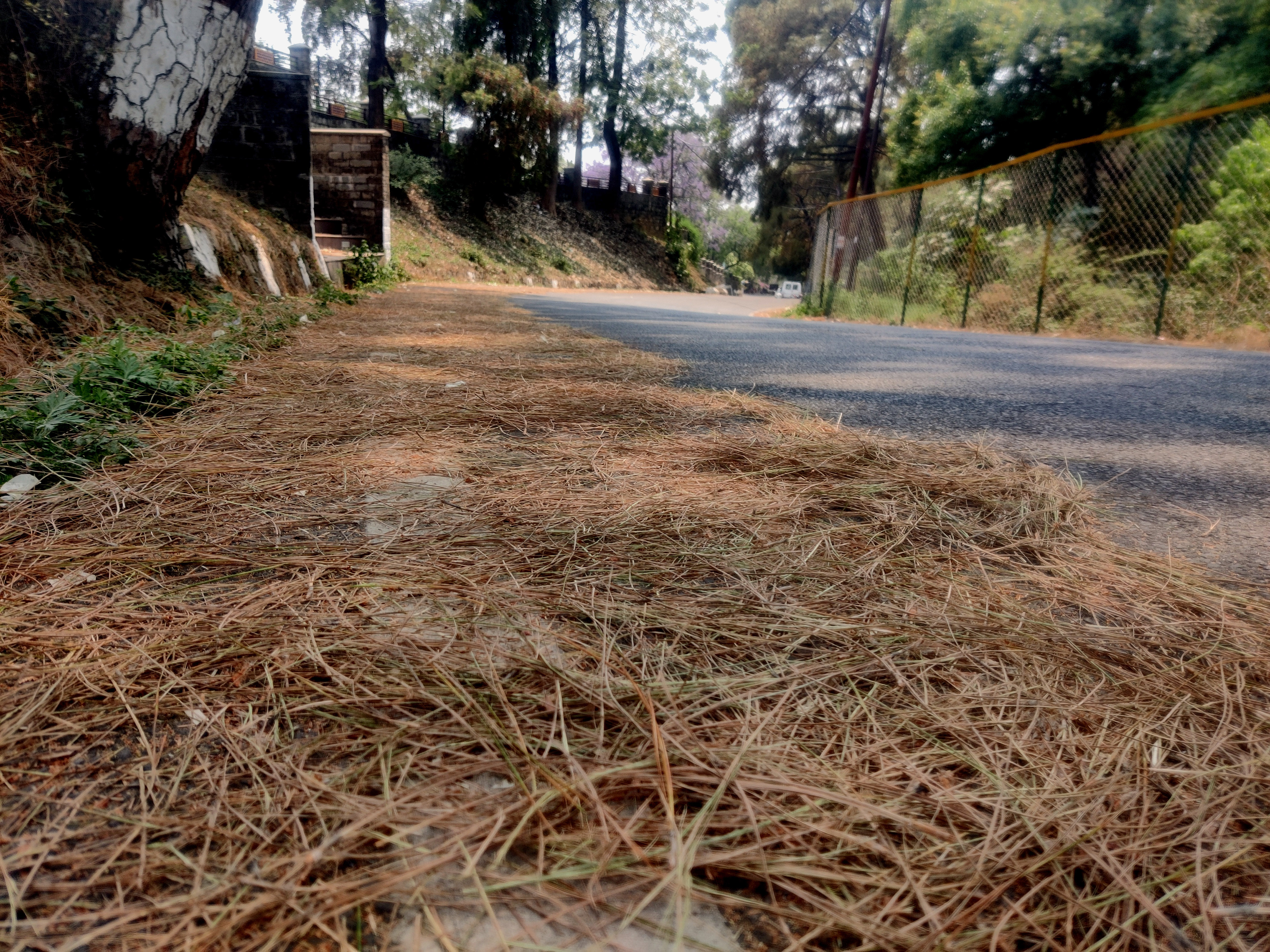Pine needles pose fire threat in Dharamsala residential areas