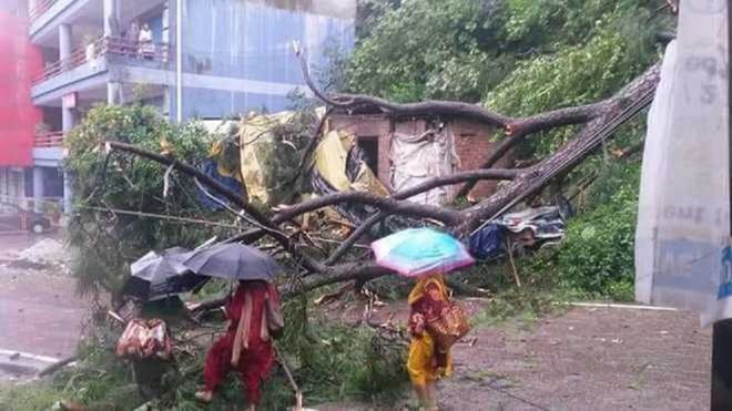 Hanging tree falls, HP Agriculture University worker dies