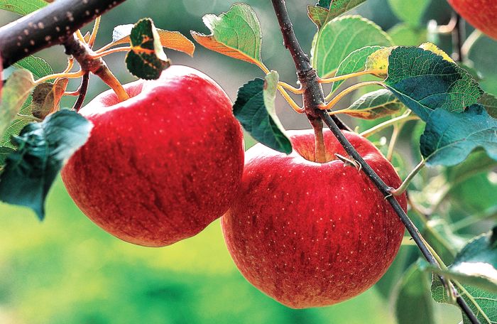 Crop at risk, apple growers halt work on power project near Himachal's Rampur