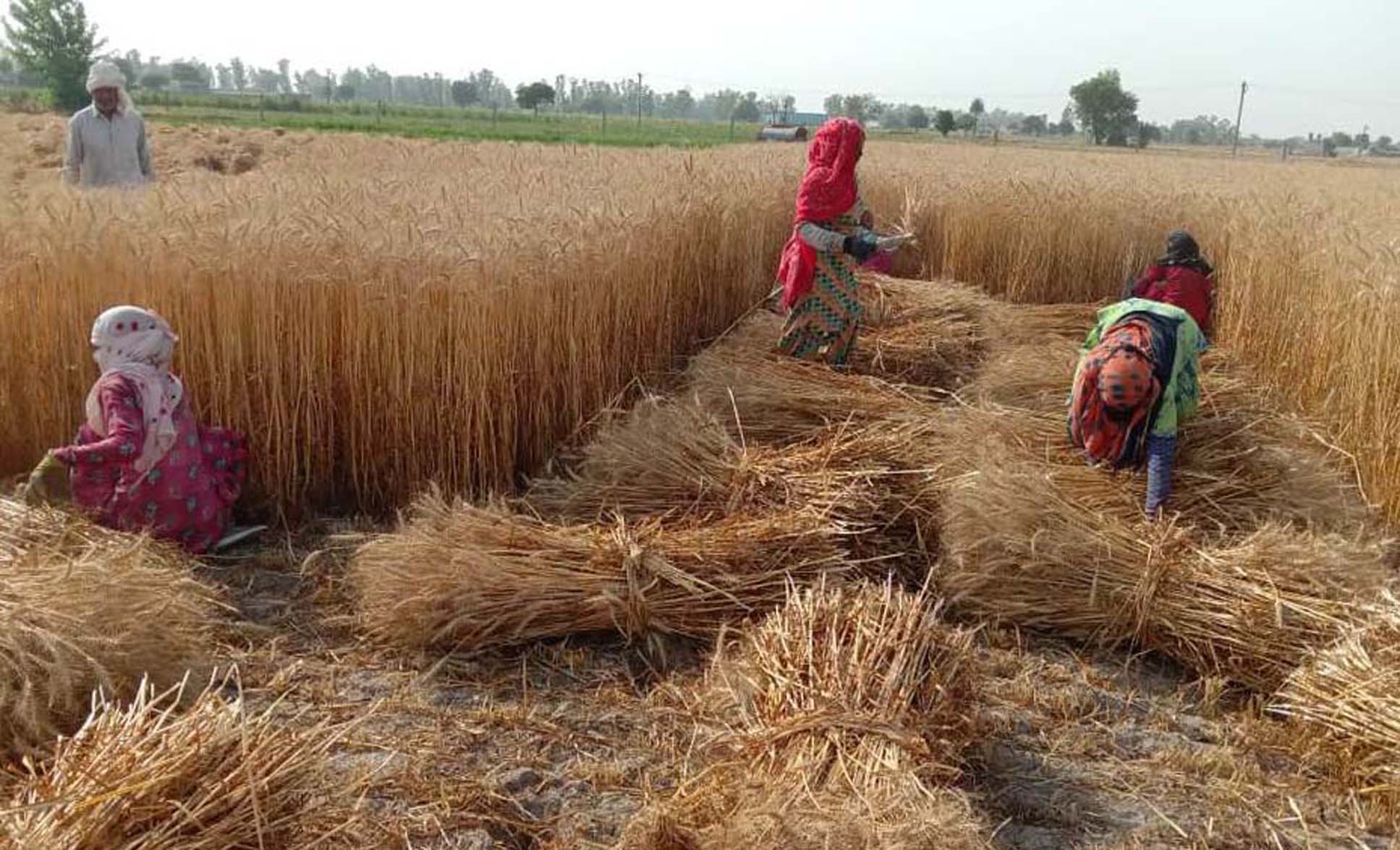 Dry spell brings down wheat yield, Haryana farmers seek Rs 500 bonus