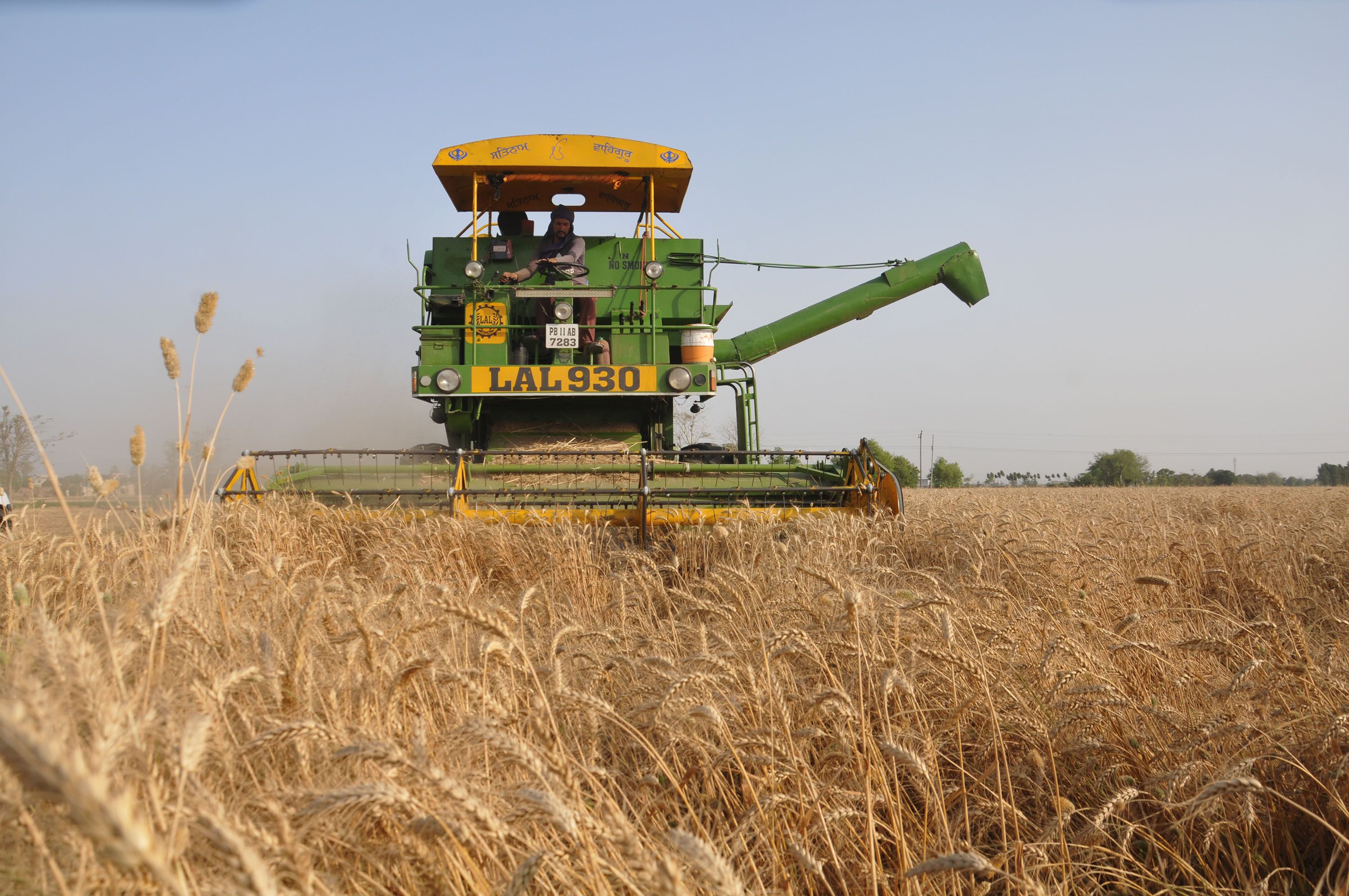 At 65.40 lakh MT, Punjab achieves 50 per cent of wheat procurement target