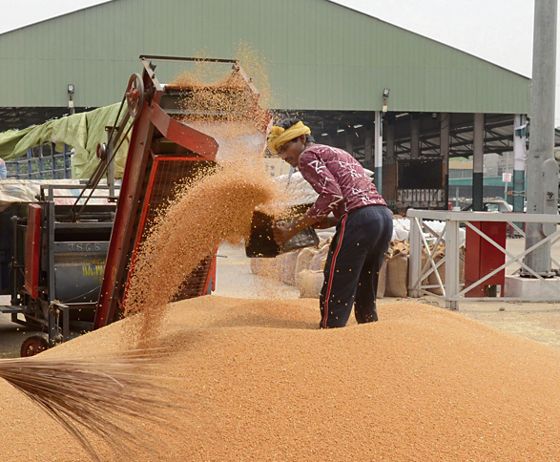 Slow wheat lifting irks Muktsar producers