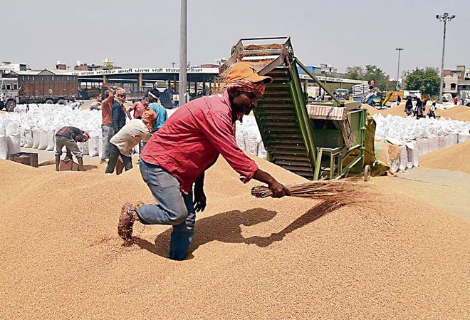 At 4.3 LMT, wheat purchase in Punjab hits five-year high